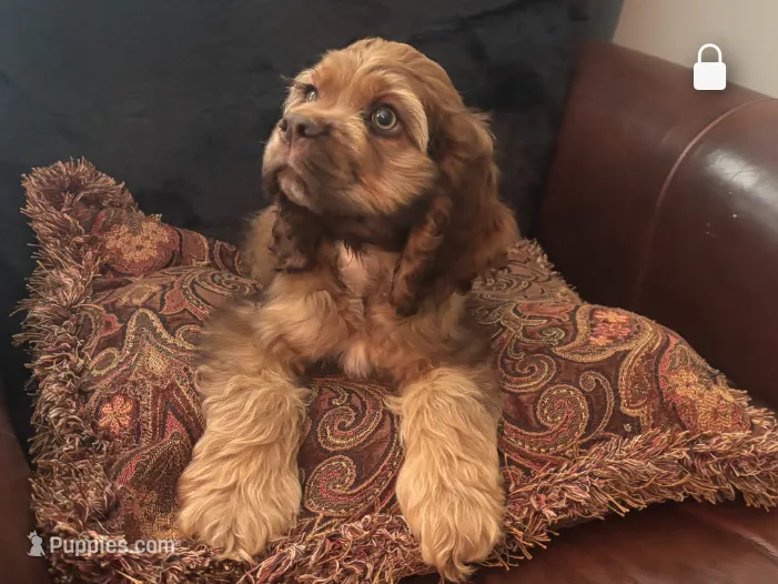 American Cocker Boy #3 – Cocker Spaniel puppy for sale in Charlotte, NC