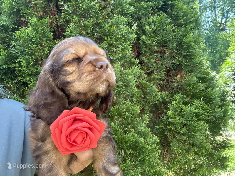 Cocker Spaniel Girl – Cocker Spaniel puppy for sale in Charlotte, NC