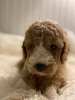 Orange collard , a male Cockapoo for sale in Charlotte, NC – 4 of 10