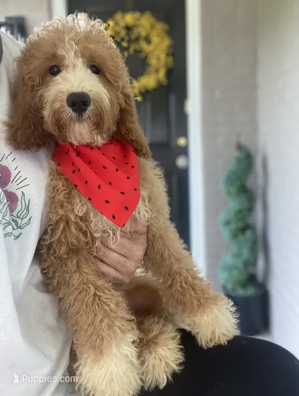 Cockapoo Boy – Cockapoo puppy for sale in Charlotte, NC