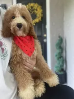 Cockapoo Boy, a male Cockapoo for sale in Charlotte, NC – 1 of 10