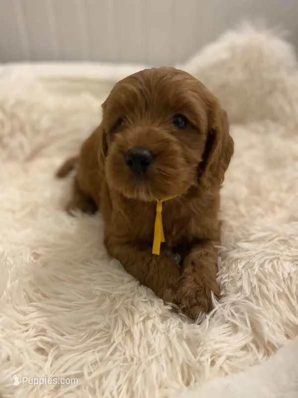 Yellow collard  – Cockapoo puppy for sale in Charlotte, NC
