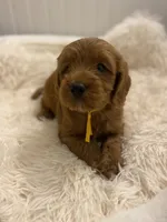 Yellow collard , a male Cockapoo for sale in Charlotte, NC – 2 of 10