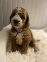 Purple Collar , a female Cockapoo for sale in Charlotte, NC – 1 of 10