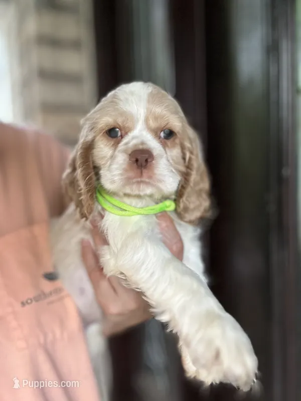 AKC American Cocker Spaniel Boy # 2 – Cocker Spaniel puppy for sale in Charlotte, NC