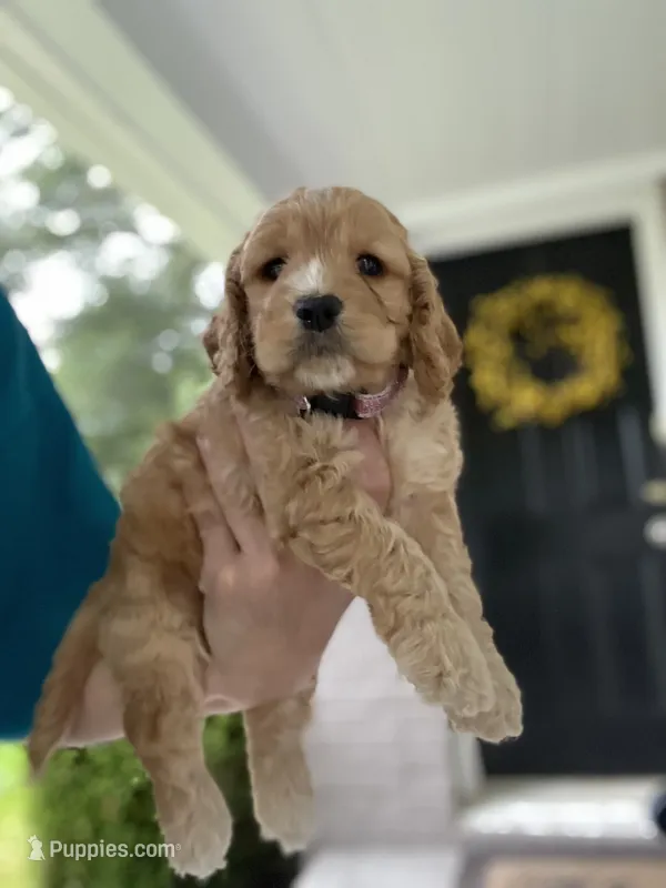 Pink collard Girl #2 – Cockapoo puppy for sale in Charlotte, NC