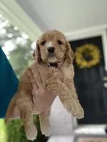 Pink collard Girl #2, a female Cockapoo for sale in Charlotte, NC – 2 of 6