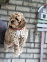 Cockapoo Boy#2, a male Cockapoo for sale in Charlotte, NC – 5 of 8