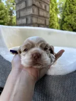 American Cocker Spaniel Girl, a female Cocker Spaniel for sale in Charlotte, NC – 6 of 7