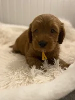 Yellow collard , a male Cockapoo for sale in Charlotte, NC – 6 of 10