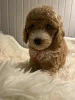 Pink Collar , a female Cockapoo for sale in Charlotte, NC – 5 of 10