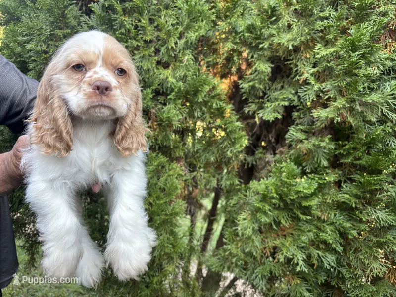 American Cocker Spaniel Boy #2 – Cocker Spaniel puppy for sale in Charlotte, NC