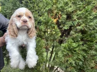 American Cocker Spaniel Boy #2, a male Cocker Spaniel for sale in Charlotte, NC – 3 of 3