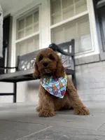 Cockapoo Boy #3, a male Cockapoo for sale in Charlotte, NC – Photo 8 of 10