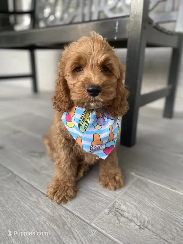 Cockapoo Boy #3, a male Cockapoo for sale in Charlotte, NC – Photo 1 of 10
