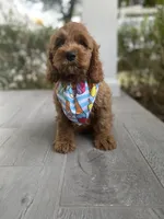 Cockapoo Boy #3, a male Cockapoo for sale in Charlotte, NC – Photo 10 of 10