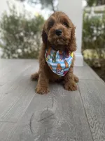 Cockapoo Boy #3, a male Cockapoo for sale in Charlotte, NC – Photo 7 of 10