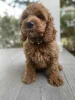 Cockapoo Boy #3, a male Cockapoo for sale in Charlotte, NC – Photo 9 of 10
