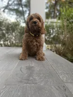 Cockapoo Boy #3, a male Cockapoo for sale in Charlotte, NC – Photo 4 of 10