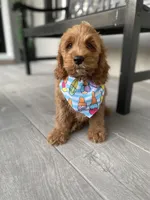 Cockapoo Boy #3, a male Cockapoo for sale in Charlotte, NC – Photo 2 of 10