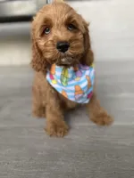 Cockapoo Boy #3, a male Cockapoo for sale in Charlotte, NC – Photo 5 of 10
