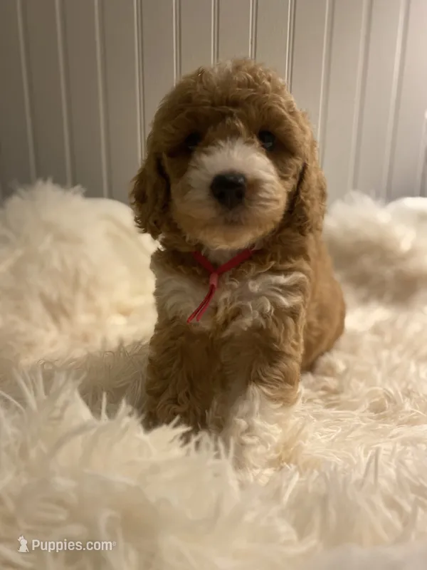 Pink Collar  – Cockapoo puppy for sale in Charlotte, NC