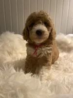 Pink Collar , a female Cockapoo for sale in Charlotte, NC – 1 of 10