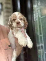 AKC American Cocker Spaniel Girl #2, a female Cocker Spaniel for sale in Charlotte, NC – 2 of 6