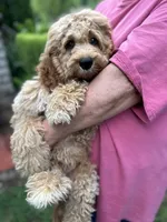 Cockapoo Boy, a male Cockapoo for sale in Charlotte, NC – 3 of 6