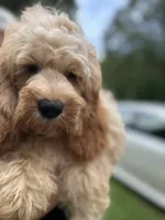 Cockapoo Boy, a female Cockapoo for sale in Charlotte, NC – 2 of 8