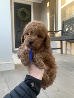 Cockapoo#1, a male Cockapoo for sale in Charlotte, NC – Photo 3 of 8