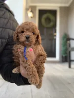 Cockapoo#1, a male Cockapoo for sale in Charlotte, NC – Photo 6 of 8