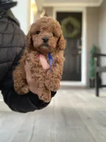 Cockapoo#1, a male Cockapoo for sale in Charlotte, NC – Photo 2 of 8