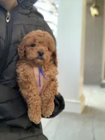 Cockapoo#1, a male Cockapoo for sale in Charlotte, NC – Photo 4 of 8