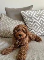 Cockapoo#1, a male Cockapoo for sale in Charlotte, NC – Photo 8 of 8