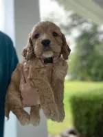 Pink collard Girl #2, a female Cockapoo for sale in Charlotte, NC – 1 of 6