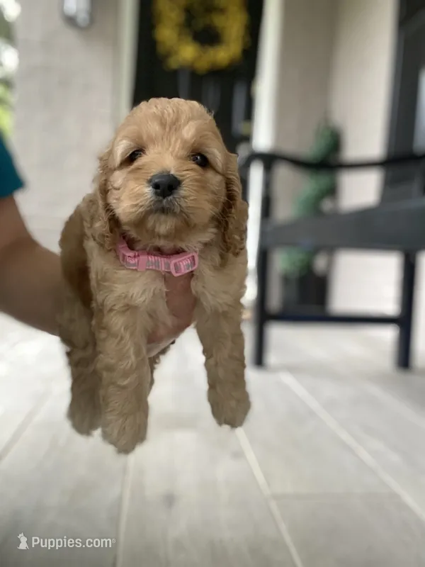 Pink Collard Girl#1 – Cockapoo puppy for sale in Charlotte, NC