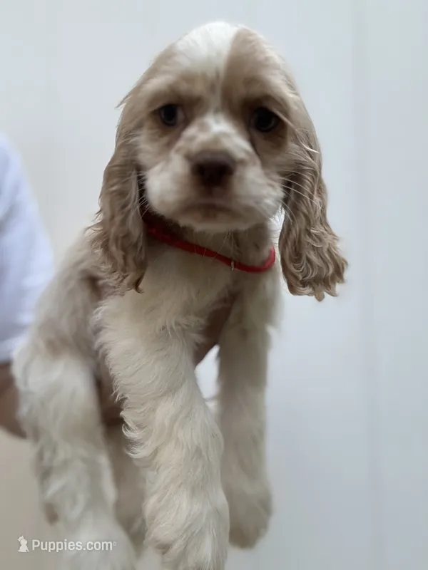 AKC American Cocker Spaniel Boy # 2 – Cocker Spaniel puppy for sale in Charlotte, NC