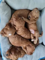 processed/5f878965-63b3-4f34-8baa-bd2eabc21f04/facility/f0e234ed-4b63-46f0-bb28-9af180e69f9d