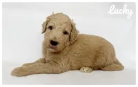 Lucky, a male Labradoodle for sale in Mission, TX – 3 of 5