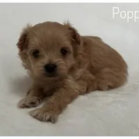 Poppy, a female Pomapoo for sale in Mission, TX – Photo 1 of 5