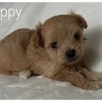 Poppy, a female Pomapoo for sale in Mission, TX – Photo 5 of 5