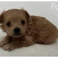 Poppy, a female Pomapoo for sale in Mission, TX – Photo 2 of 5