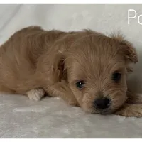 Poppy, a female Pomapoo for sale in Mission, TX – Photo 3 of 5