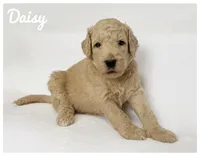 Daisy, a female Labradoodle for sale in Mission, TX – 3 of 5