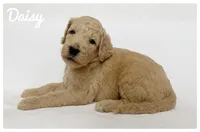 Daisy, a female Labradoodle for sale in Mission, TX – 2 of 5