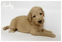 Lucky, a male Labradoodle for sale in Mission, TX – 2 of 5