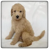 Charlie, a male Labradoodle for sale in Mission, TX – Photo 5 of 5