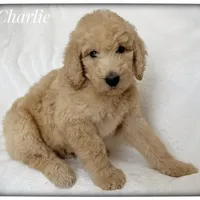 Charlie, a male Labradoodle for sale in Mission, TX – 4 of 5