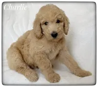 Charlie, a male Labradoodle for sale in Mission, TX – Photo 4 of 5